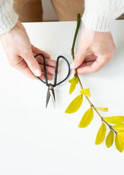 A pair of hands holding scissors near a green branch with yellow leaves on a white background. The scissors are positioned as if ready to cut or trim the branch