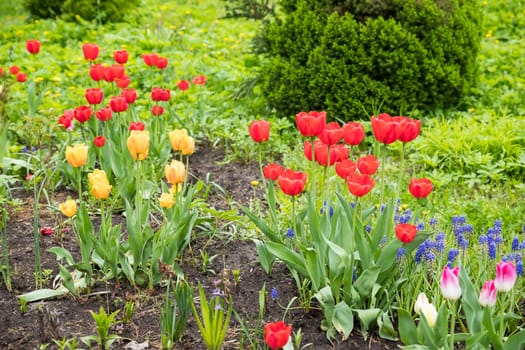 Spring tulip field background. Red pink, purple flower garden. Nature plant in may sunny park, fresh green buds close up, bulb grow.