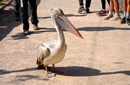 A white pelican walks among people at the zoo. Petting zoo. People can communicate with animals