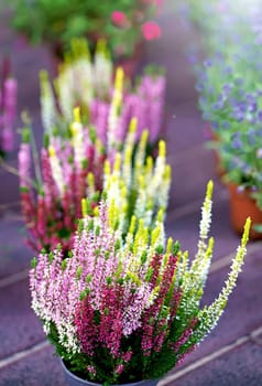 close-up of seedlings: pink and white heather, in a pot with soil