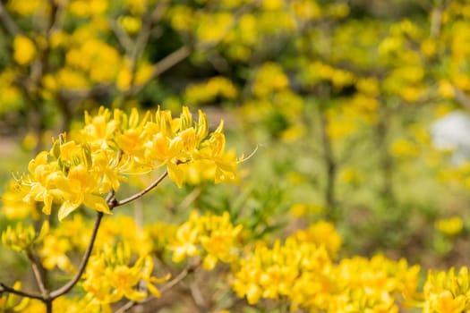 Blooming bush of yellow rhododendron in the botanical garden