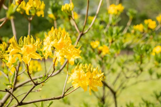 Blooming bush of yellow rhododendron in the botanical garden
