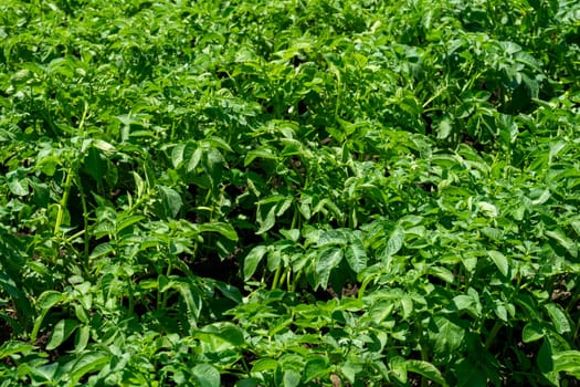 Thick bushes of young green potatoes.