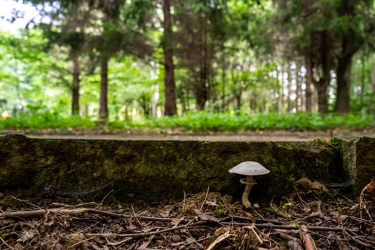 A mushroom grows near the curb in the park.