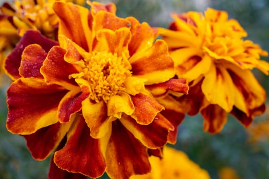 Two large marigolds close-up. Soft focus.