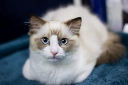 Ragdoll kitten with blue eyes close up portrait