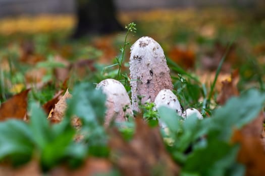 White mushroom in autumn among yellow leaves close up