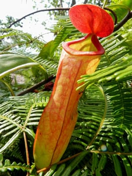 Tropical pitcher, Nepentes, placed on a table.