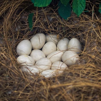 Chicken eggs is on chicken nest,it s made from straw , this nest is a natural chicken nest on a lot of small stones ,this image in natural and chicken eggs concept.