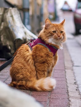 Big Orange Ginger Tom Cat on a City Street.