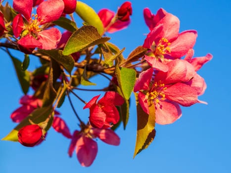 Branches of apple blossoming, pink flowers. Apple blossom panorama wallpaper background. Spring flowering garden fruit tree.