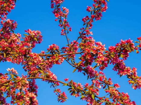 Branches of apple blossoming, pink flowers. Apple blossom panorama wallpaper background. Spring flowering garden fruit tree.