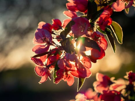 Branches of apple blossoming, pink flowers. Apple blossom panorama wallpaper background. Spring flowering garden fruit tree.