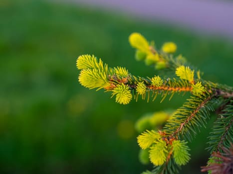 green spruce pine needles blossom.