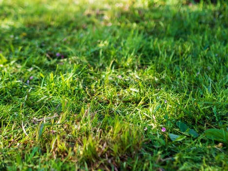 green living natural grass. background texture.