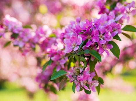 Branches of apple blossoming, pink flowers. Apple blossom panorama wallpaper background. Spring flowering garden fruit tree.