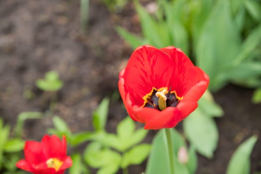 Red tulips flowers with green leaves blooming in a meadow, park, flowerbed outdoor. World Tulip Day.