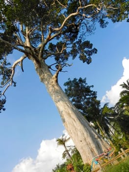 The big tropical tree with sky background, view from below. Scientific name Dipterocarpus alatus or Yang Na Yai tree. Island Koh Phangan, Thailand.