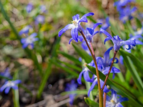 Blue flowers of the Scilla Squill blooming in April. Bright spring flower on Scilla Bifolia closeup - Bluebells in a spring forest, macro shot with green soft light and blurred background.