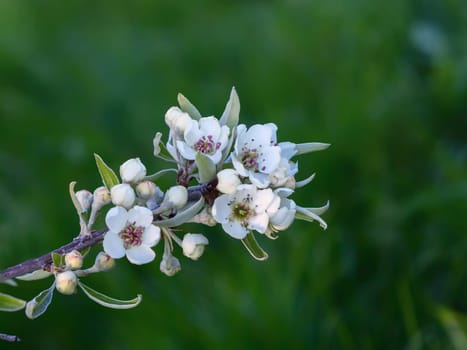 Bright white an apple-tree flower illuminated by a bright ray of the spring sun and blue sky on a back background.