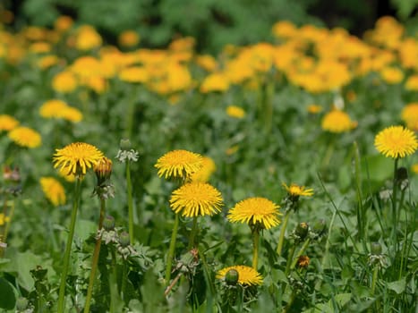 Yellow dandelion flowers with leaves in green grass, spring photo.
