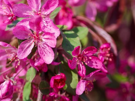 Branches of apple blossoming, pink flowers. Apple blossom panorama wallpaper background. Spring flowering garden fruit tree.