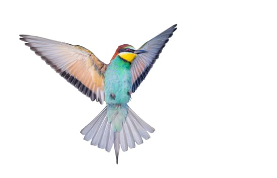 colorful bird, bee-eater in flight, isolated on white , bright colors