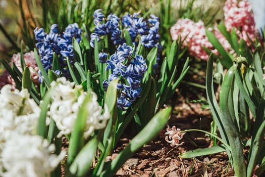 Pink hyacinths in bloom in spring garden with sunny rays, traditional easter flowers, easter spring background.