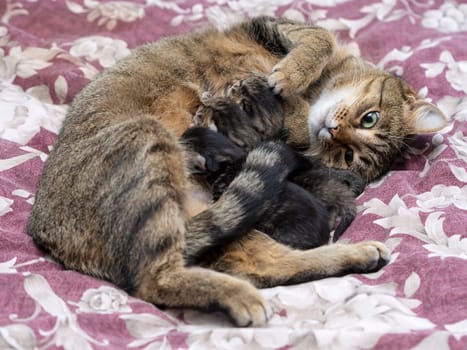 Beautiful Siberian cat with newborn kittens close-up