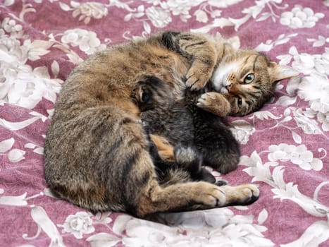 Beautiful Siberian cat with newborn kittens close-up