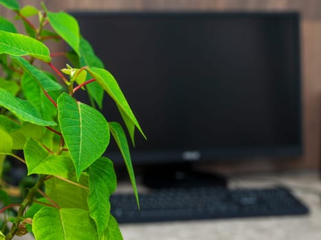 The workplace of the house among the plants in the garden, the concept of freelance, work at home, a cozy place, slow life