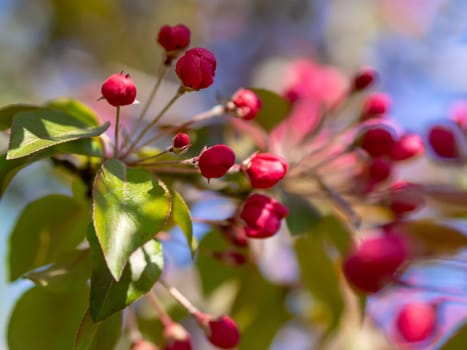 Branches of apple blossoming, pink flowers. Apple blossom panorama wallpaper background. Spring flowering garden fruit tree.