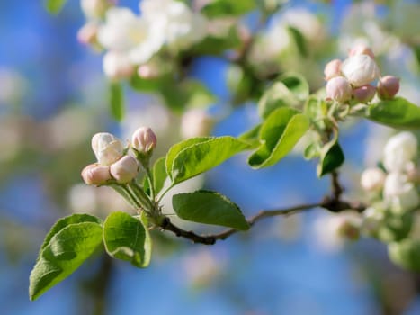 Bright white an apple-tree flower illuminated by a bright ray of the spring sun and blue sky on a back background.