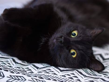 Cute black cat lies on the bed