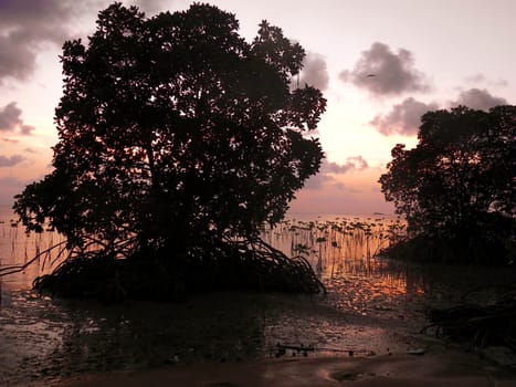 traditional banka outrigger boat in mangroves backlit by sunset, siqijour island, the philippines