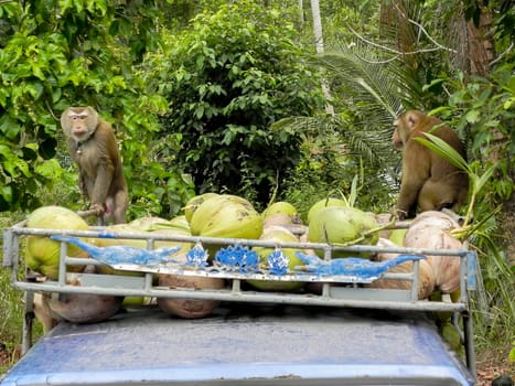 A monkey's finished harvesting coconuts. Surat Thani, southern Thailand.