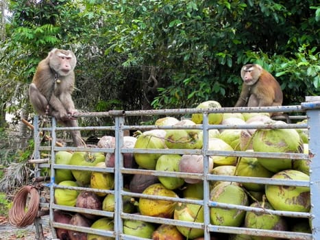 A monkey's finished harvesting coconuts. Surat Thani, southern Thailand.