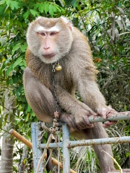 A monkey's finished harvesting coconuts. Surat Thani, southern Thailand.