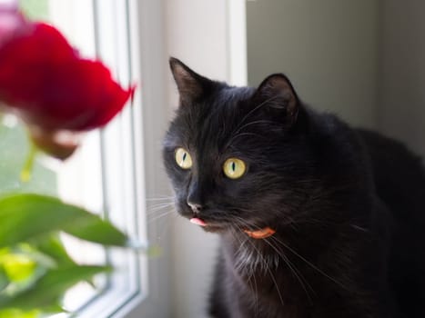 Portrait of a beautiful black cat at home.