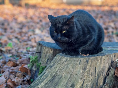 A black cat lies on a stump in the garden.