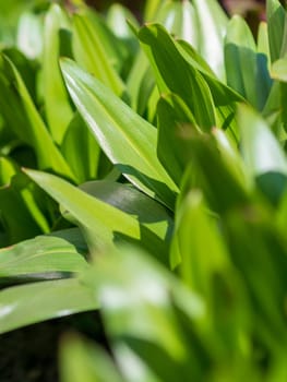 Green grass background texture. Field of fresh green grass texture as a background, top view, horizontal. Artificial green grass texture for background.