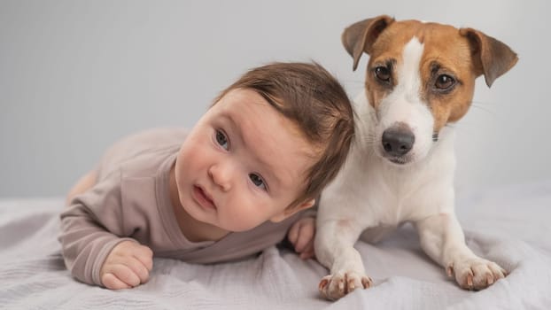 Portrait of a baby lying on his stomach and a Jack Russell Terrier dog