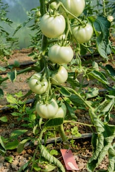 Tomatoes thrive when grown on trellises, allowing for better air circulation and disease prevention.