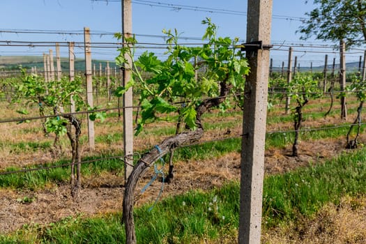 Winemakers carefully tend to their grape plantations to ensure quality produce. Grapes are a popular fruit that grows on vines in vineyards.