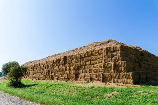 Pile of straw laid out in field, after harvest, straw collection begins. They used baler to compress straw into bales.