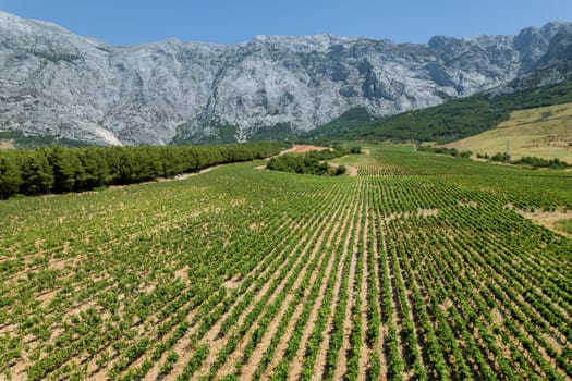 Field planted with grape seedlings in rocky area in mountains. Top view of farmer's field.