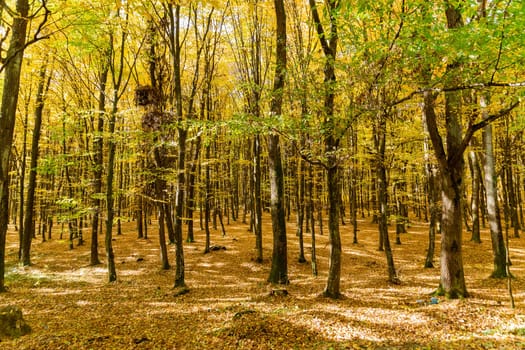 Autumn forest transformed into a mesmerizing landscape with its golden hues. Beauty of autumn forest was enhanced by vibrant hues of yellow leaves.