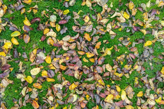 autumnal apple tree leaves on green lawn, high angle view full-frame background and texture.