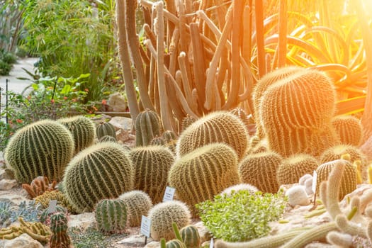 thorn cactus texture background. Golden barrel cactus, golden ball or mother-in-law's cushion Echinocactus grusonii is a species of barrel cactus which is endemic to east-central Mexico.