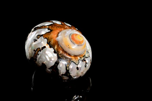 Pearly snail sea shell of Turbo sarmaticus South African turban on a black background